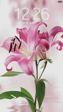 百合花开