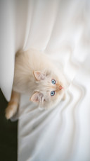 Beautiful kitten female cat few weeks old persian cat