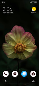 Sunset Petals