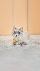 A blue eyed tabby cat on the background of a garland