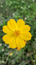 The Sulfer Cosmos