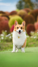 The dog barked wildly at the air