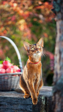Cute Cat Sitting on Wooden Table