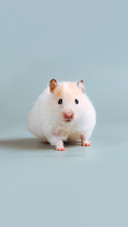 A cute little hamster