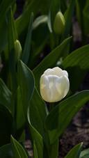 The gentle whispers of white petals convey a strong sense