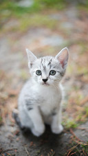 A Lovely Cat is Sitting on The Ground