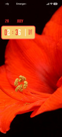 Amaryllis