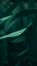 寒露