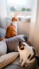 White and brown cat looks out the window