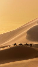 Caravan of Camels in the Sahara Desert