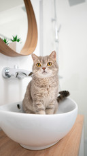 A Scottish Cat Sitting in The Bathroom