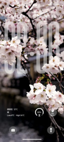 液态景深花