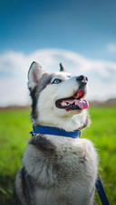 Dog498