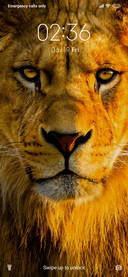 Lion_3MDS