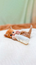 Feeding kitten with tiny milk bottle