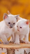 Two siamese cats with different patterns