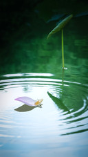 The petals fell on the water surface