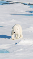 A Polar Bear Walking on The Ice