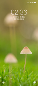 小蘑菇