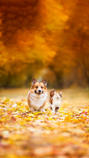 Couple cat and dog walking in park
