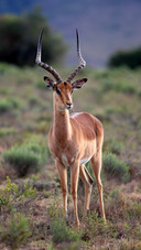 An Antelope Stands Alertly on The Grass