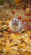The cat is lying on the ground staring at you