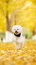Dog466