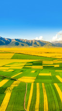 Rape Field, Qingshizui Town, Menyuan County