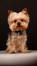 Dog (7)