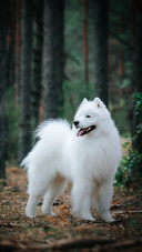animal19