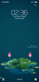 荷花情
