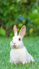 Green Rabbit-02