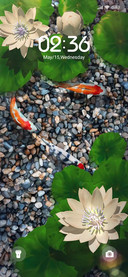 Transit Koi