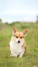 Welsh Corgi Pembroke