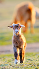 Little baby goat on field in spring