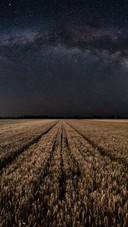 The wheat fields sway in waves.