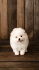 Little Pomeranian spitz-dog puppy