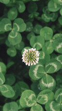 Clover flowers