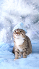 Beautiful Cat with Green Eyes Posing on a Background