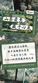 山茶爱意藏于心底