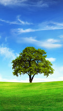 Green tree