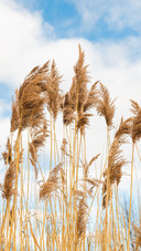 Clear sky white clouds and reed beds