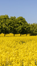 The rapeseed flowers bloom against the emerald forest
