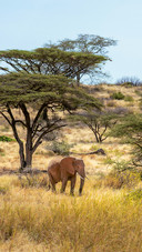 An Elephant is Resting on The Grass