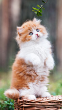 猫咪为何总是叫