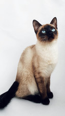 猫咪智商排行榜