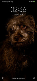 Dog_3MDS