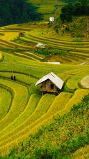 Beautiful Terraces