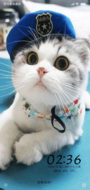 可爱猫咪