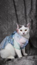 Cat9
